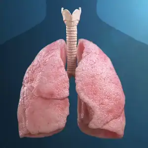 Pulmonology Icon